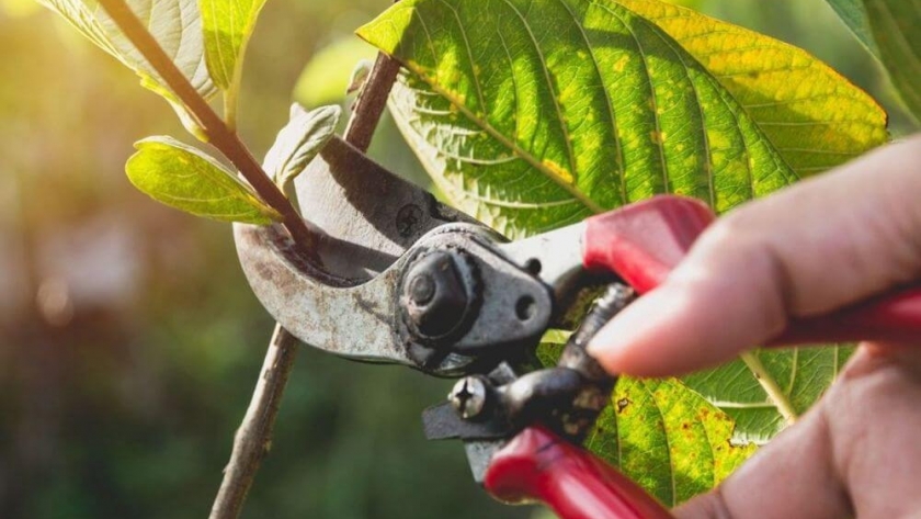 Poda de frutales: los 6 pasos para que los árboles se mantengan saludables