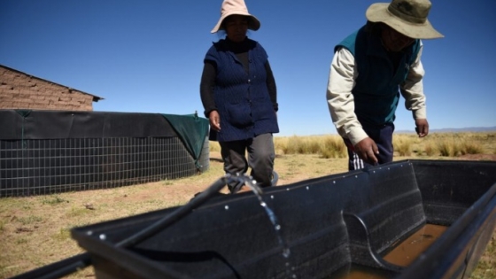 <Ganaderos en Bolivia se adaptan a clima más cálido y seco