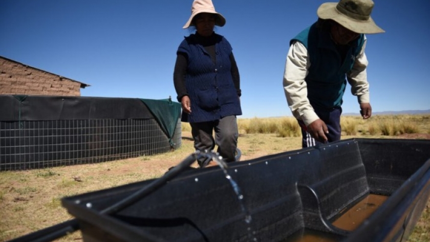 Ganaderos en Bolivia se adaptan a clima más cálido y seco