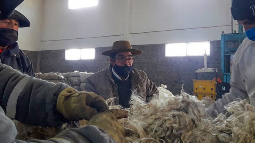 Productores de mohair esperan con optimismo la venta de la fibra