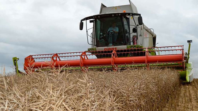 En esta zafra de invierno las brassicas ocupan unas 100.000 hectáreas