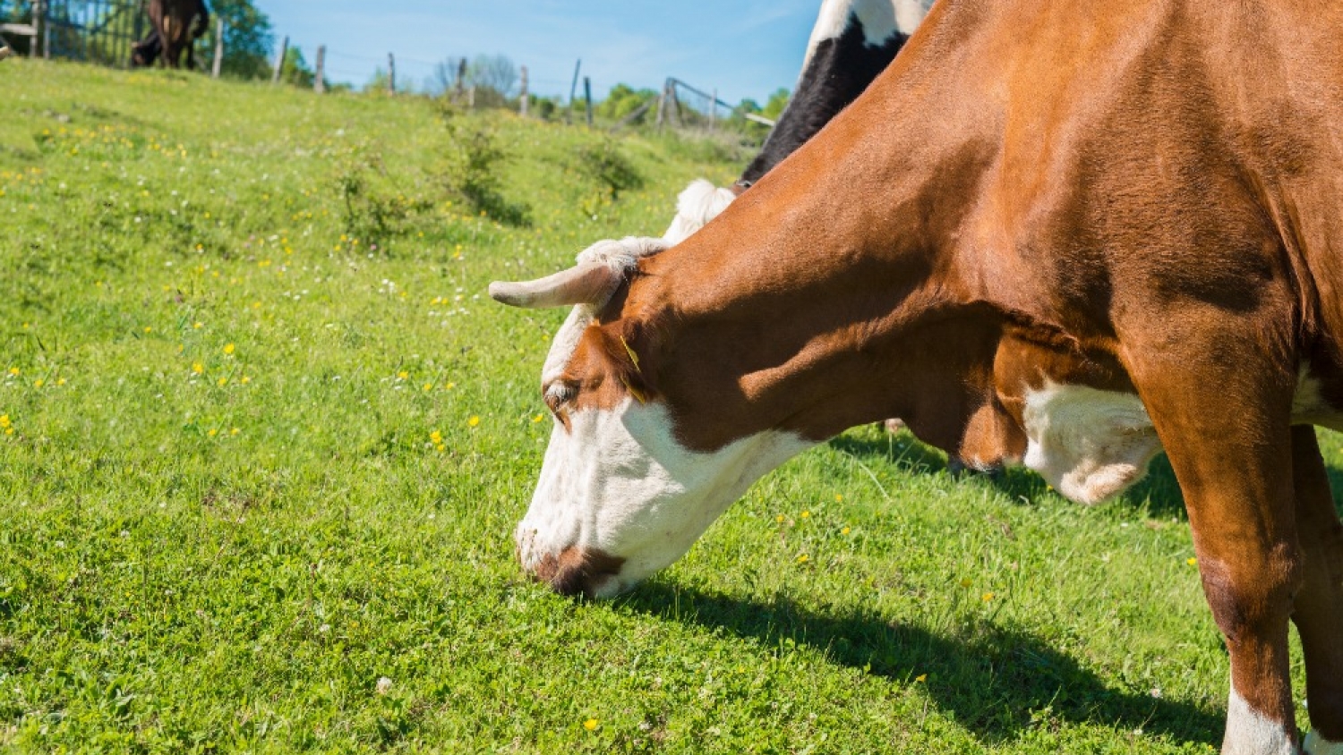 General Alvear potencia la ganadería bajo riego y acelera la diversificación agroindustrial