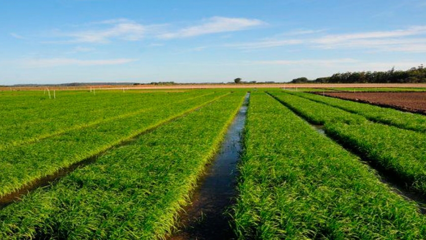 La siembra de arroz 2020/21 cerca de completarse en Entre Ríos