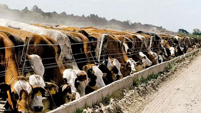 Diseño de corrales para feedlot