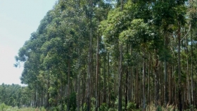 Desde CONFIAR proponen metas para la foresto-industria argentina en 2023