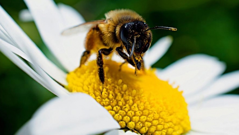 De flor en flor alimentan una nación: polinizadores