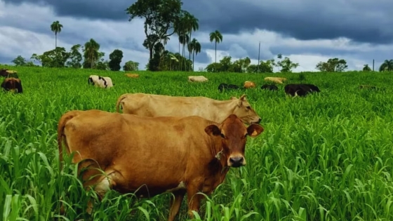 Lechería en Misiones: pasturas adaptadas para garantizar leche todo el año