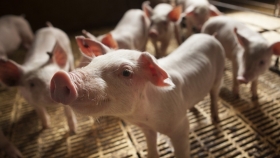 Se dictó una jornada de actualización en sanidad porcina en la provincia de Santa Fe