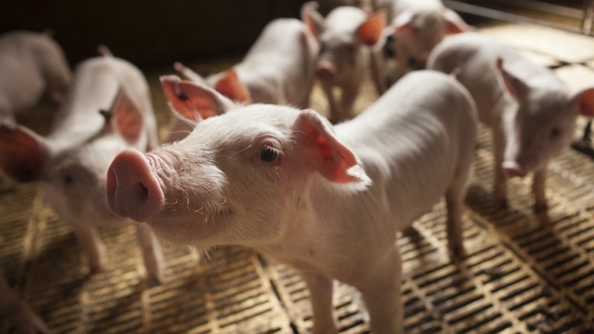 Se dictó una jornada de actualización en sanidad porcina en la provincia de Santa Fe