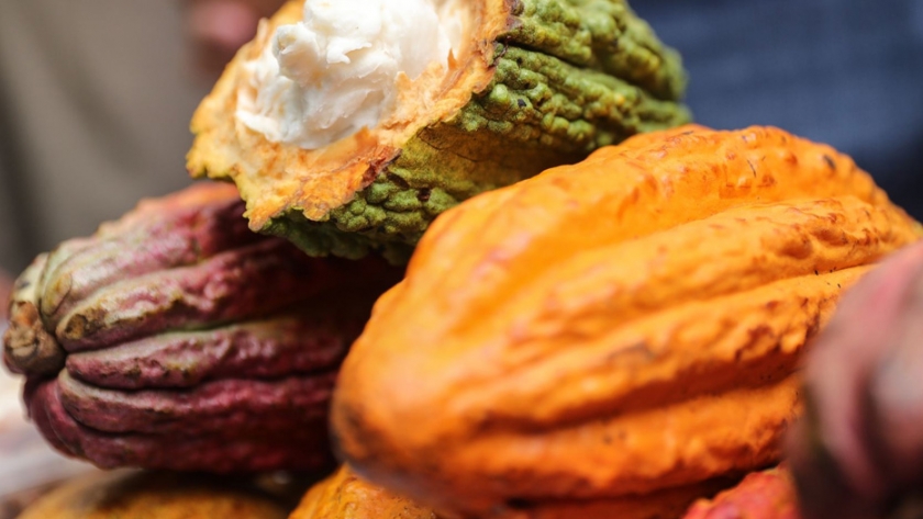 ¡Cacao de bandera! Científicos peruanos usan hongos benéficos que reducen cadmio y plagas