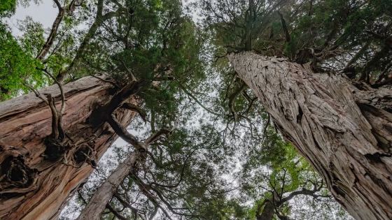 El milenario Alerce patagónico: historia, ecología y conservación de uno de los árboles más longevos del planeta