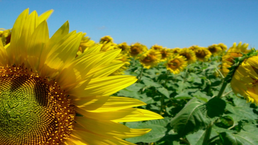 Girasol: siembran las últimas hectáreas en Entre Ríos