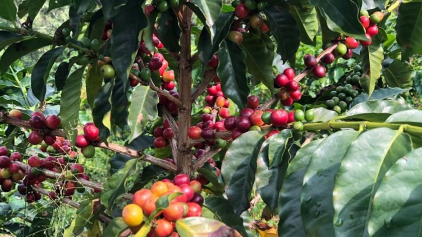 Las ventajas del café caturro para ser variedad premium