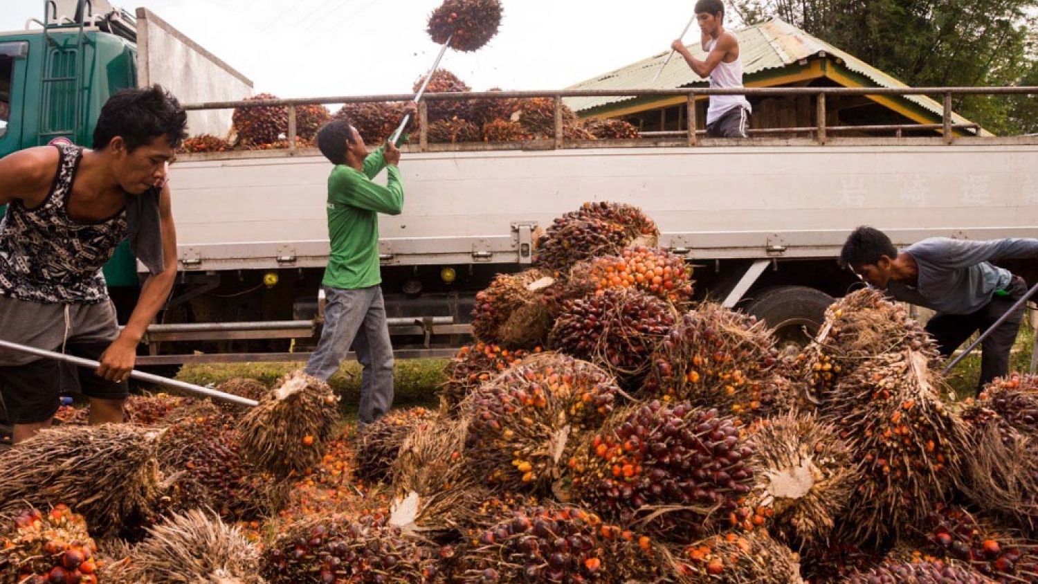 Aceite de palma en Filipinas: el plan para sumar 300.000 hectáreas