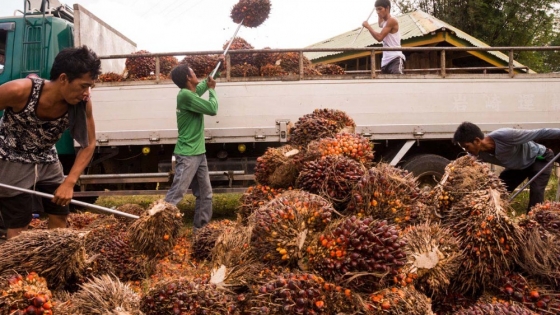 Aceite de palma en Filipinas: el plan para sumar 300.000 hectáreas