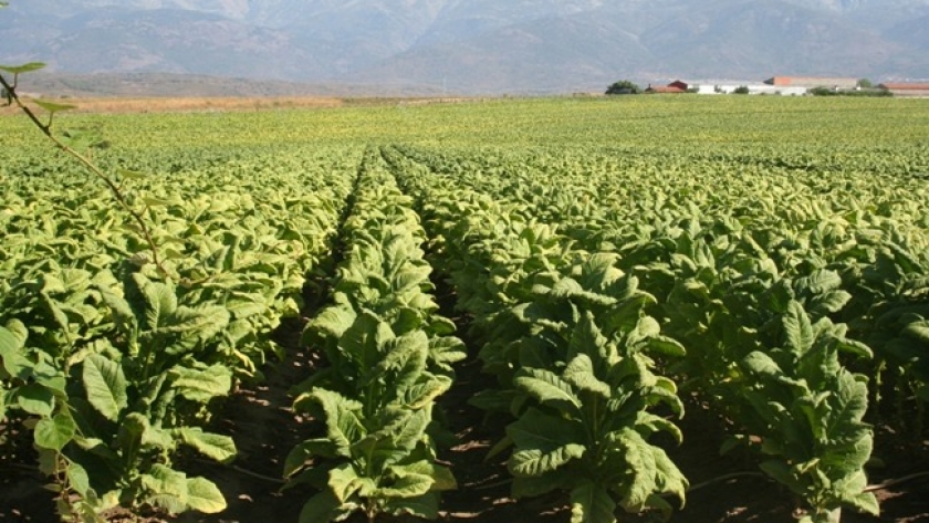 Fondo del Tabaco: inicia pago de $26 millones a productores