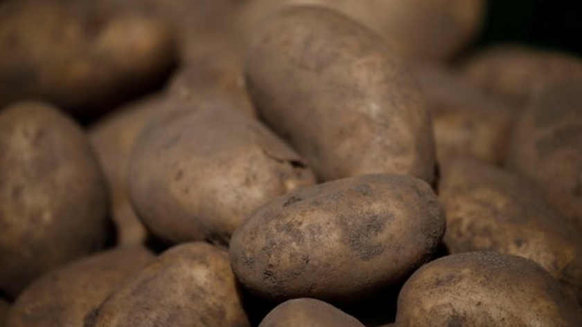 Ensayan variedades de semillas de papa en el Gran Norte de Canadá