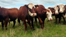 Según un informe oficial, aumentaron fuerte los márgenes de la ganadería en 2020: La excepción fue el feedlot