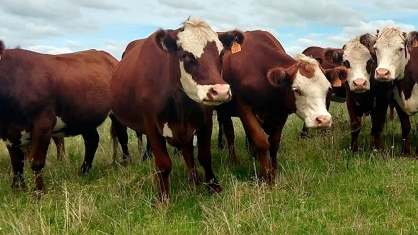 Según un informe oficial, aumentaron fuerte los márgenes de la ganadería en 2020: La excepción fue el feedlot