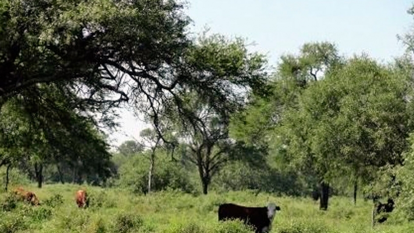Bosques nativos