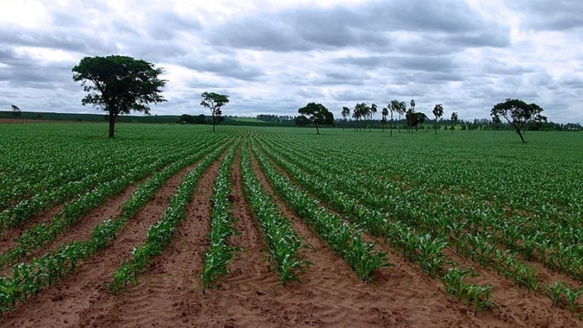 Los cambios climáticos pueden afectar a la segunda cosecha anual de maíz en  Brasil