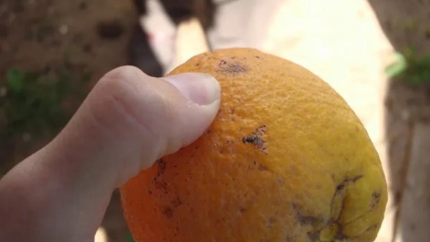 Emergencia fitosanitaria: detectan un brote de la mosca de los frutos y suspenden las exportaciones