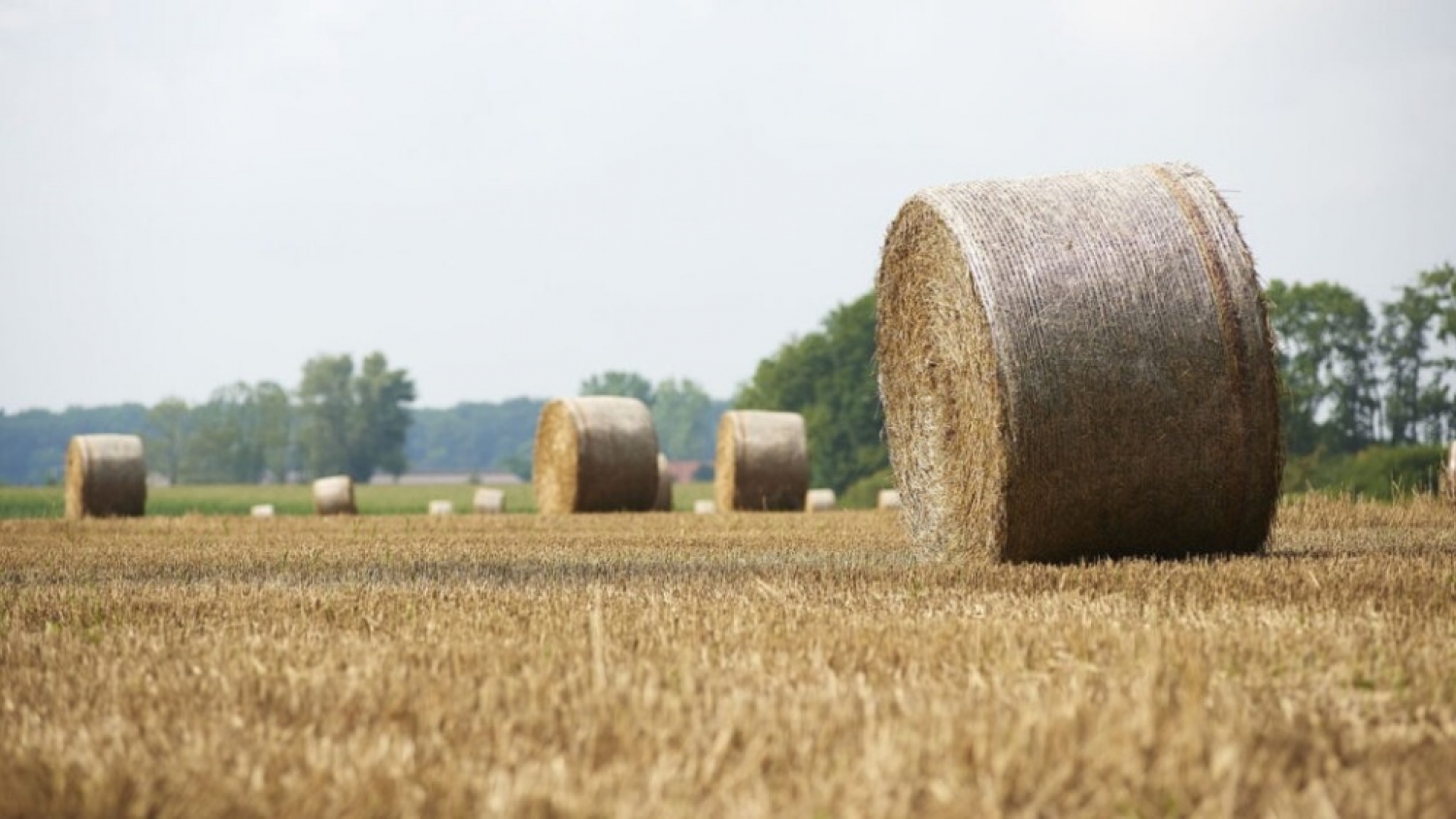 La tecnología transforma la producción de alfalfa: cómo la nueva maquinaria mejora la calidad del heno y la rentabilidad ganadera