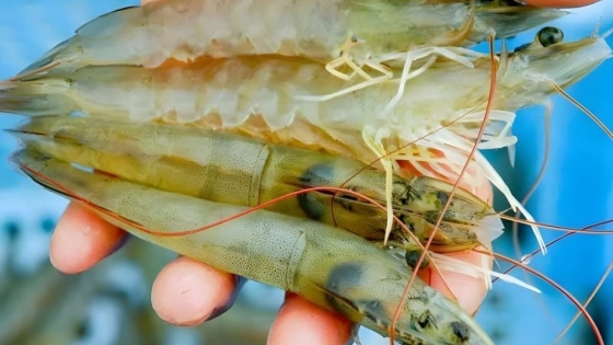 El mercado del langostino deja el precio único y premia el valor agregado