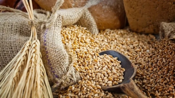Descubrí el renacer de la cebada: un cereal versátil para la salud y el cambio social