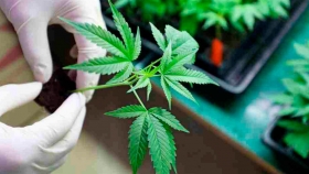 Mapeando el genoma del cannabis para beneficios agrícolas y médicos