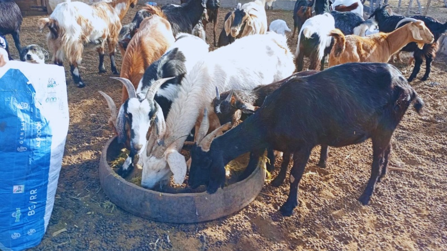 Suplementación estratégica en cabras: ensayos del INTA mejoran la producción en sistemas caprinos de zonas áridas