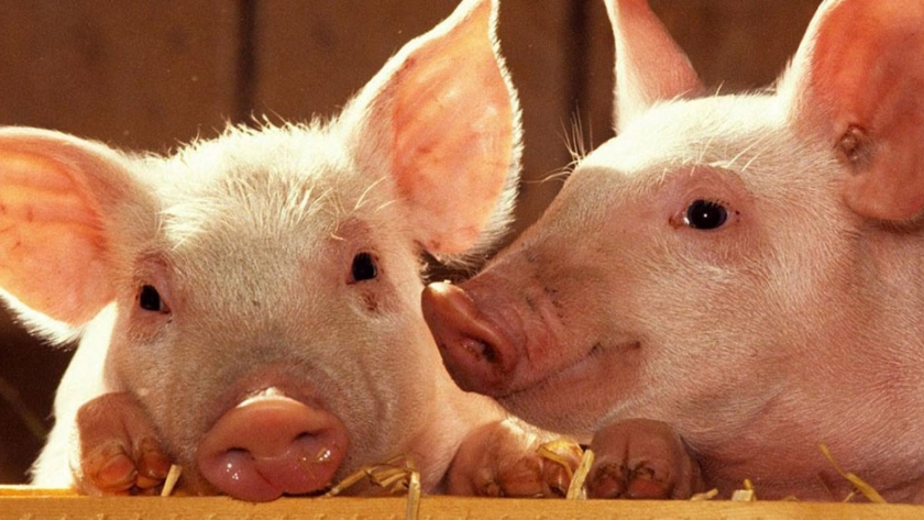 Crean en el T-MEC grupo de trabajo para salud porcina