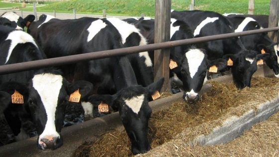 Monitorear los comederos es clave en la producción de leche