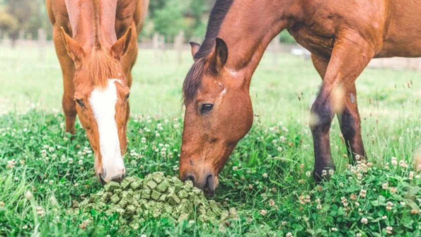 Los chilenos se instalaron en San Juan para producir caramelos de alfalfa de exportación para sus caballos
