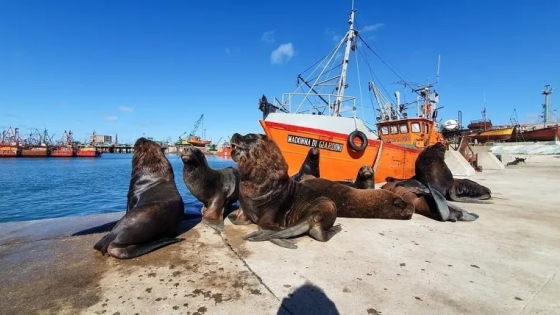 Propuesta de Declaración de Mar del Plata como «Capital del Mar y la Pesca»