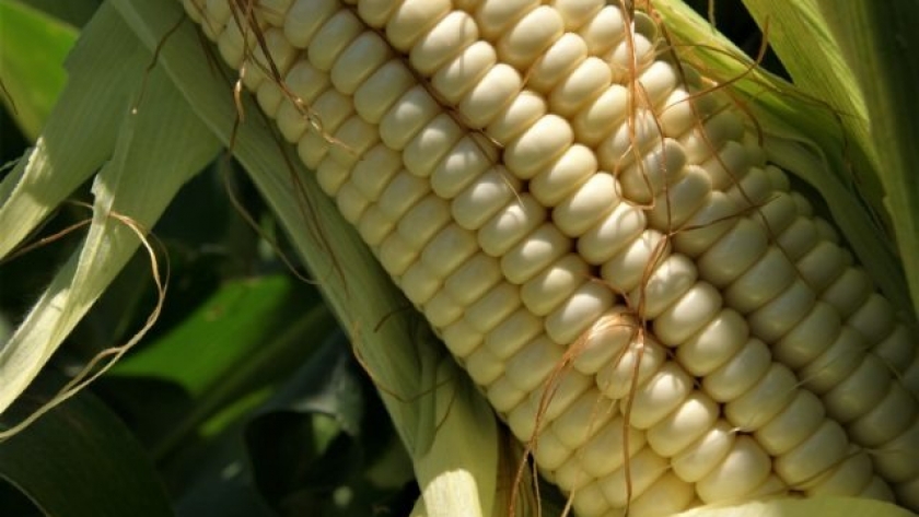 Cifras que transforman: impulsando la agricultura regenerativa
