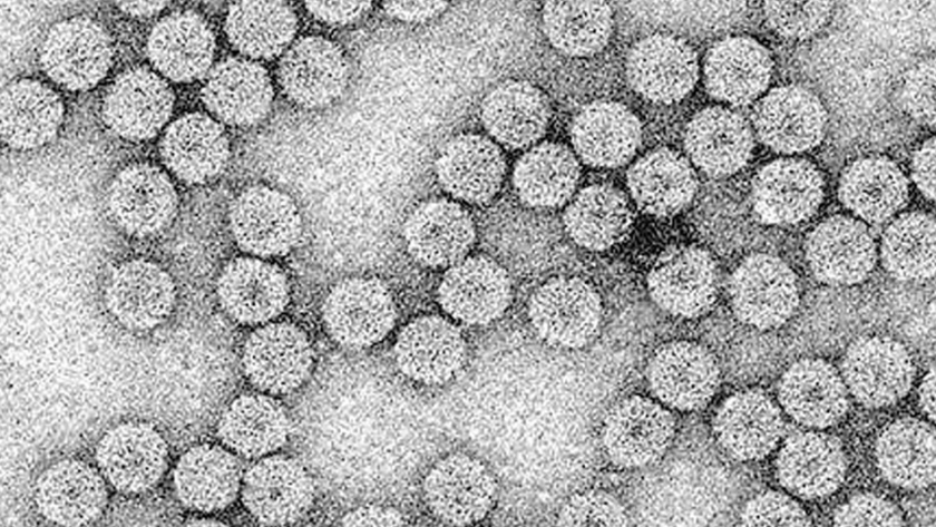 La investigación innovadora de virus puede salvar el trigo y otros cultivos