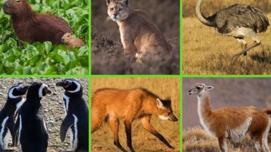 La fauna silvestre perdió el 73% de sus poblaciones monitoreadas