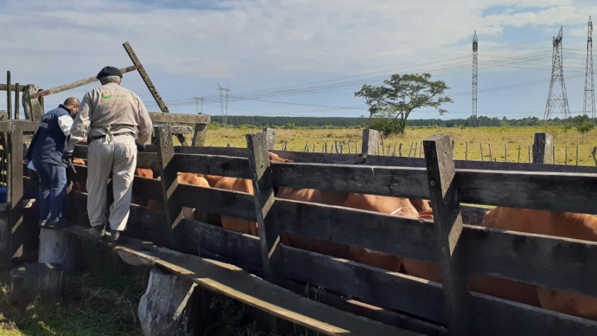 La vacunación antiaftosa gratuita es un hecho para pequeños productores del NEA