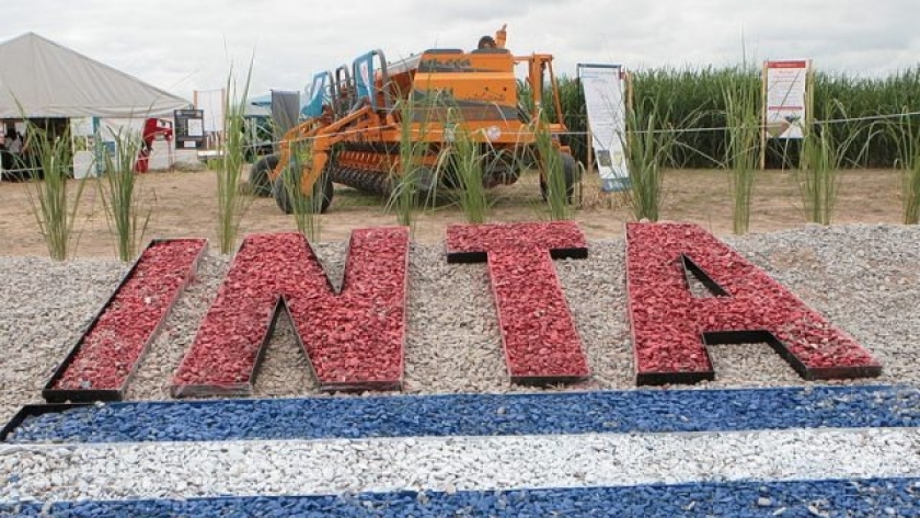 En Catamarca apuestan por la producción de algodón