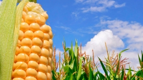 Se realizó un balance de la siembra del maíz 2020/21