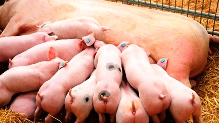 Juan Uccelli: El Noa tiene todas las posibilidades de desarrollar la producción porcina