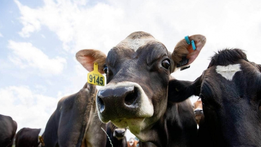 Se dice que el suplemento alimenticio de prueba de los agricultores reduce el metano de las vacas en un tercio