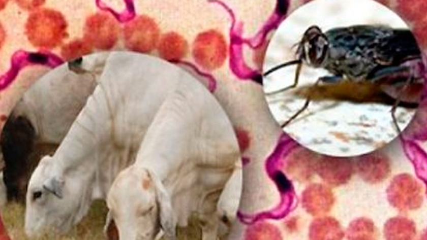 Brindan recomendaciones para prevenir la tripanosomiasis