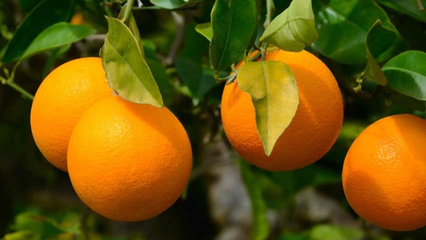 Degradación de carbendazim aplicado en naranja valencia late en Concordia, Entre Ríos
