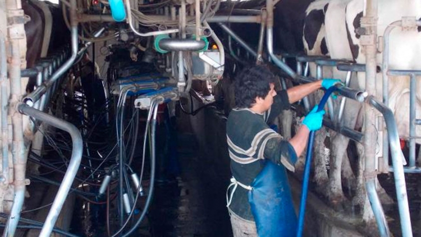 Con frente externo favorable, la producción de leche podría volver a crecer en 2021