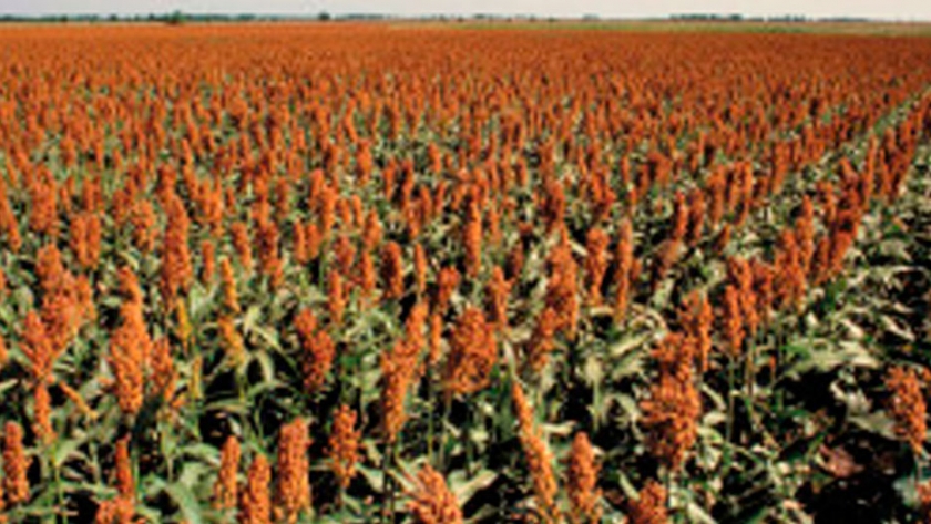 Fiesta granífera: el sorgo 2020/21 ya alcanzó un precio de 185 u$s/tonelada