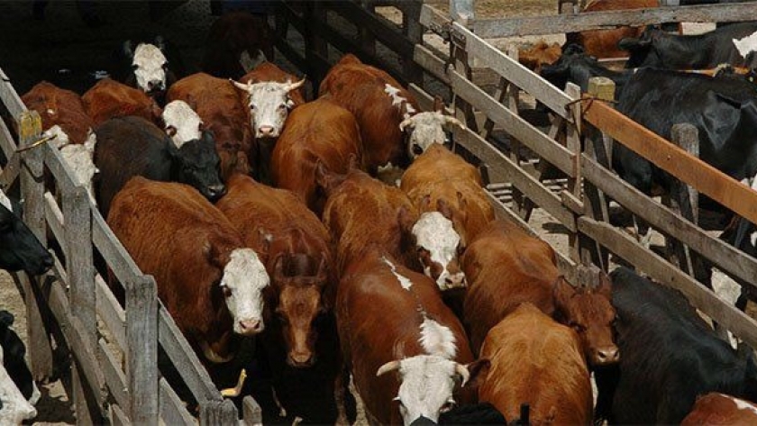 Ganadería: cae el precio de la hacienda por el cepo a la carne
