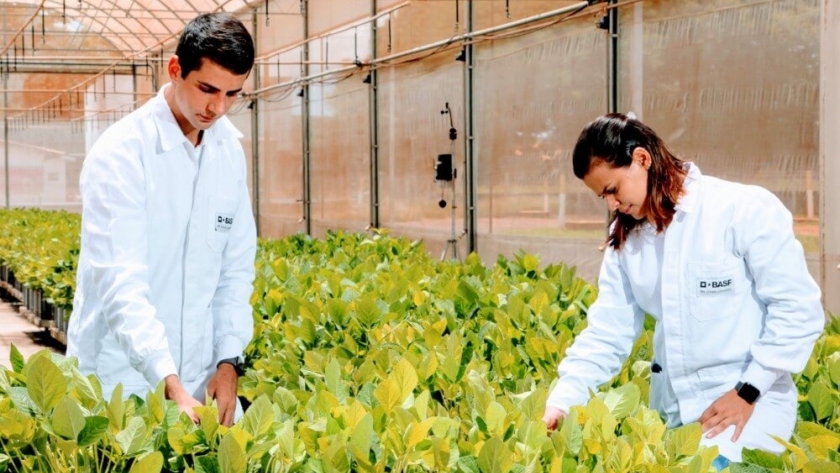 Intersiembra: innovación agrícola para una producción más eficiente y sustentable