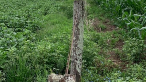 La Pampa Ondulada perdió más de 1200 km de alambrados rurales en 20 años